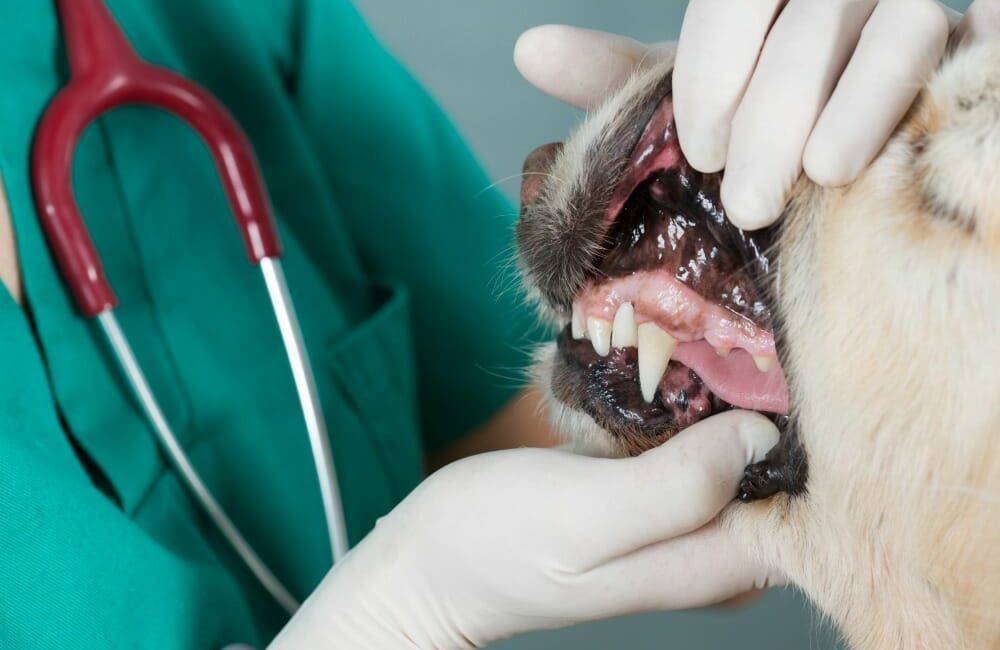 Dog getting his teeth checked