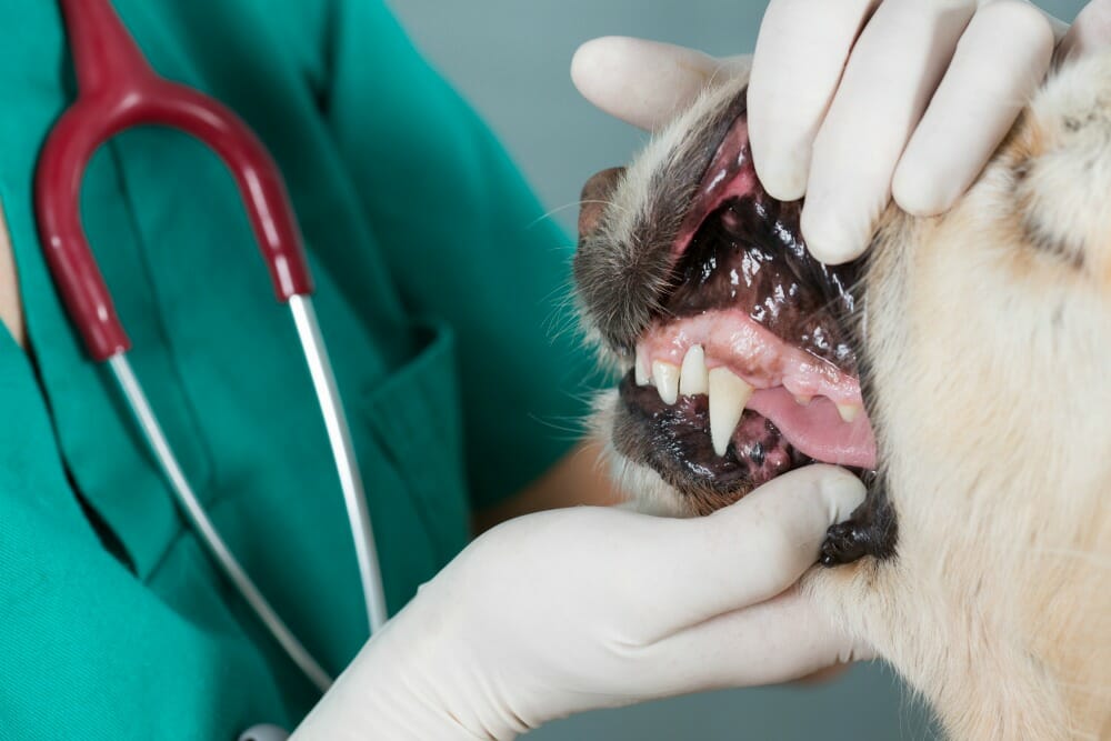 Dog getting his teeth checked